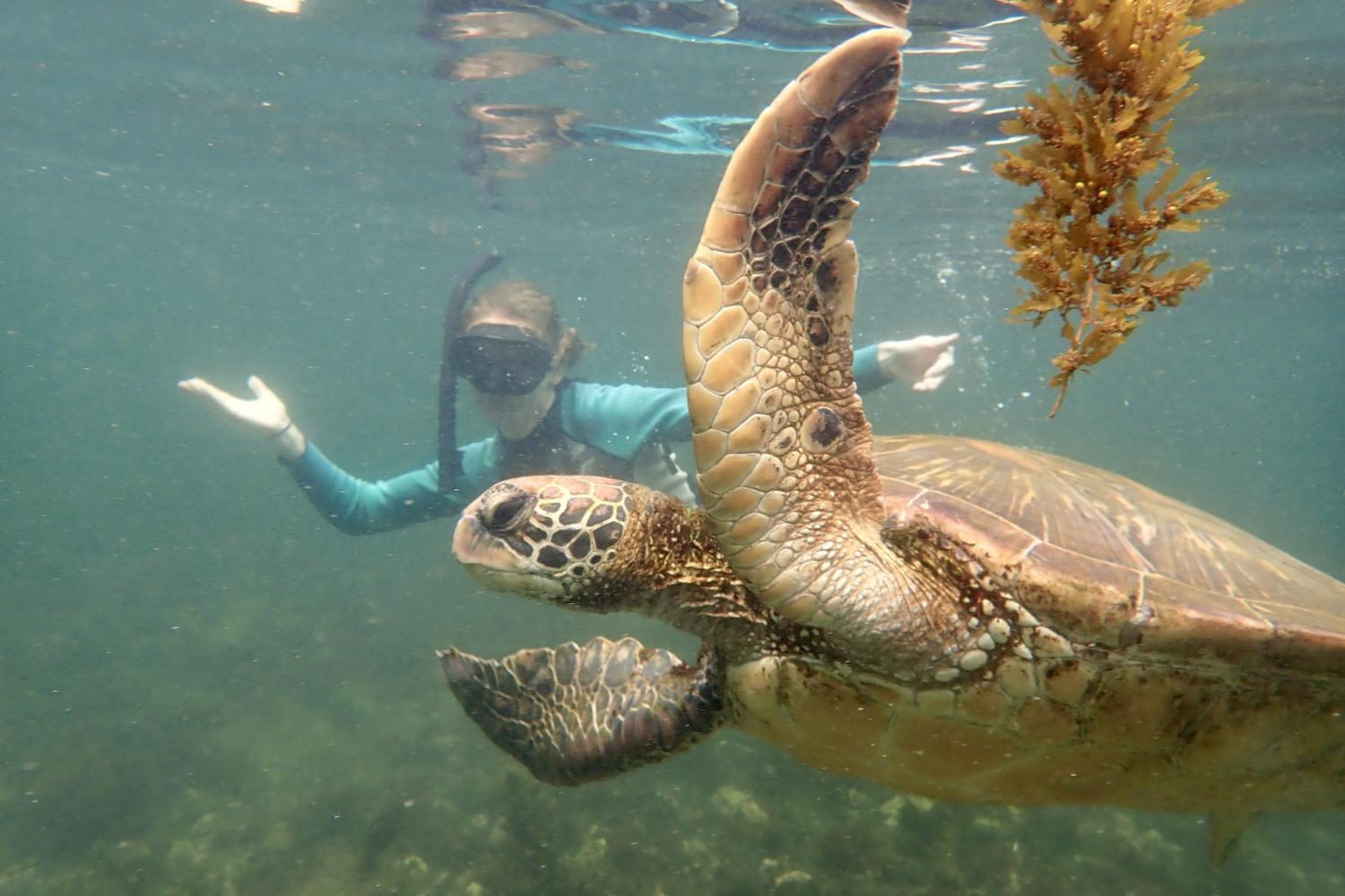 A Carthage student swims with a giant tortoise on a study tour to the Galápagos Islands.